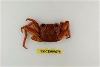 藏品(細紋方蟹)的圖片